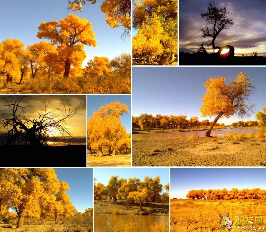 ���� (2) a485e209656bd0.jpg